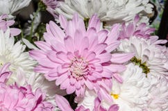 Mulltilobe pink and white chrysanthemums blooming closeup. stock photo Mulltilobe pink and white chrysanthemums blooming closeup. stock photo