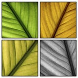 Multi Color Leafs Royalty Free Stock Photos Multi Color Leafs Royalty Free Stock Photos