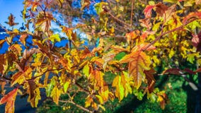 Multi-colored dalingsgebladerte, op een mooie de herfstmiddag in de Stad van New York royalty-vrije stock fotografie Multi-colored dalingsgebladerte, op een mooie de herfstmiddag in de Stad van New York royalty-vrije stock fotografie