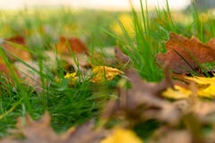 Multi-colored foliage and green grass on a sunny autumn day in Upstate New York royalty free stock photography Multi-colored foliage and green grass on a sunny autumn day in Upstate New York royalty free stock photography