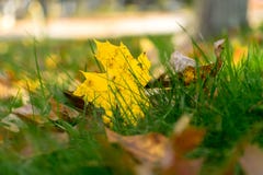 Multi-colored foliage and green grass on a sunny autumn day in Upstate New York royalty free stock photo Multi-colored foliage and green grass on a sunny autumn day in Upstate New York royalty free stock photo