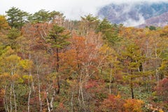 Multi-colored forest trees during autumn season around Mt. Shiga area. Royalty Free Stock Photography Multi-colored forest trees during autumn season around Mt. Shiga area. Royalty Free Stock Photography