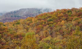Multi-colored forest trees during autumn season around Mt. Shiga area. Stock Photography Multi-colored forest trees during autumn season around Mt. Shiga area. Stock Photography