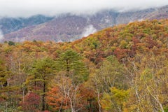 Multi-colored forest trees during autumn season around Mt. Shiga area. Royalty Free Stock Photos Multi-colored forest trees during autumn season around Mt. Shiga area. Royalty Free Stock Photos