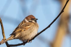 A multi-colored sparrow sits on a thin branch and looks at the photographer. royalty free stock photography A multi-colored sparrow sits on a thin branch and looks at the photographer. royalty free stock photography