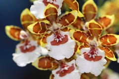 Multi fiori variopinti dell'orchidea fotografia stock libera da diritti Multi fiori variopinti dell'orchidea fotografia stock libera da diritti