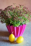 Multicava crassula завода комнаты и 2 желтых свечи пасхи стоковое фото rf Multicava crassula завода комнаты и 2 желтых свечи пасхи стоковое фото rf
