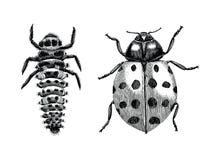 Multicolored Asian Lady Beetle,Larva and Adult lady beetle hand
