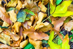 Multicolored autumn leaves as background or background stock images Multicolored autumn leaves as background or background stock images