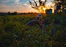Multicolored beehives. Leaves of blue flowers. Sunset landscape stock images Multicolored beehives. Leaves of blue flowers. Sunset landscape stock images