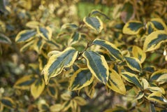 Elaeagnus pungens maculata branch stock image Elaeagnus pungens maculata branch stock image