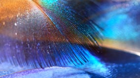 Multicolored Bright Natural Background Of Feathers Of Tropical Birds. Royalty Free Stock Photos