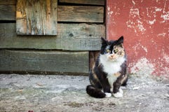 Multicolored cat near the old walls royalty free stock images Multicolored cat near the old walls royalty free stock images