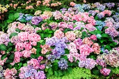 Multicolored hydrangea flowers blooming in garden royalty free stock photo Multicolored hydrangea flowers blooming in garden royalty free stock photo