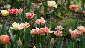 Multicolored tulips bloomed on a flower bed in spring stock image Multicolored tulips bloomed on a flower bed in spring stock image