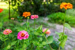 Multicolored zinnia in the garden. Selective focus stock photos Multicolored zinnia in the garden. Selective focus stock photos