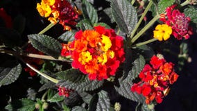 Multicolour Lantana kwiaty zdjęcia royalty free Multicolour Lantana kwiaty zdjęcia royalty free