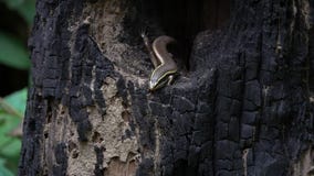 multifasciata Mucho-alineado o común de Sun Skink Eutropis en hueco del árbol almacen de metraje de vídeo multifasciata Mucho-alineado o común de Sun Skink Eutropis en hueco del árbol almacen de metraje de vídeo