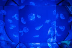 Jellyfishes in ultraviolet light reflected in surrounding mirrors on deep blue background stock photos Jellyfishes in ultraviolet light reflected in surrounding mirrors on deep blue background stock photos