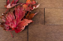 Multiple Red Maple Leafs on Maple Flooring Stock Photography Multiple Red Maple Leafs on Maple Flooring Stock Photography
