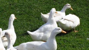 Multitud de los patos blancos imagenes de archivo Multitud de los patos blancos imagenes de archivo
