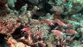 Multitud de los pescados rayados rojos brillantes subacuáticos en coral almacen de video Multitud de los pescados rayados rojos brillantes subacuáticos en coral almacen de video