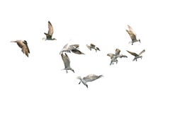 Multitud de los pájaros que vuelan aislada en el fondo blanco foto de archivo Multitud de los pájaros que vuelan aislada en el fondo blanco foto de archivo