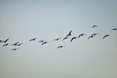 Multitud del canadensis del Branta de los gansos de Canadá en vuelo contra el cielo azul, una especie salvaje grande del ganso co fotos de archivo libres de regalías Multitud del canadensis del Branta de los gansos de Canadá en vuelo contra el cielo azul, una especie salvaje grande del ganso co fotos de archivo libres de regalías