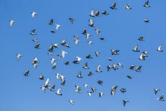 Multitud del pájaro de la paloma que compite con de la velocidad que lanza de bas de la competencia imagenes de archivo Multitud del pájaro de la paloma que compite con de la velocidad que lanza de bas de la competencia imagenes de archivo