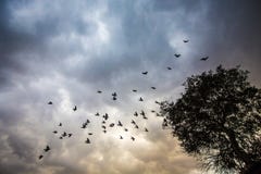 Multitud salvaje de pájaros en cielo nublado fotos de archivo Multitud salvaje de pájaros en cielo nublado fotos de archivo