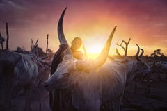 Mundari Tribe,Cow,South Sudan,October 2021 Royalty Free Stock Photography