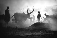Mundari Tribe,Cow,South Sudan,October 2021 Stock Photos