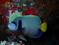 Mundo subaquático nas águas profundas na flora das flores do recife de corais e das plantas em animais selvagens do mundo azul, e fotos de stock royalty free Mundo subaquático nas águas profundas na flora das flores do recife de corais e das plantas em animais selvagens do mundo azul, e fotos de stock royalty free