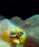 Mundo subaquático nas águas profundas na flora das flores do recife de corais e das plantas em animais selvagens do mundo azul, e imagem de stock royalty free Mundo subaquático nas águas profundas na flora das flores do recife de corais e das plantas em animais selvagens do mundo azul, e imagem de stock royalty free