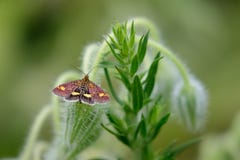 Muntmot (Pyrausta-aurata) op Borage stock foto's Muntmot (Pyrausta-aurata) op Borage stock foto's