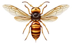 Free Murder Hornet Stock Photos - 182480343