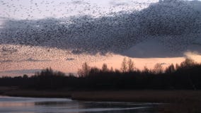 Murmuration d'étourneaux dans les bas arbres finis de ciel Murmuration d'étourneaux dans les bas arbres finis de ciel