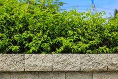 Muro di mattoni e foglia verde immagine stock libera da diritti Muro di mattoni e foglia verde immagine stock libera da diritti