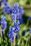 Muscari armeniacum Anlage mit blauen Blumen lizenzfreie stockfotos Muscari armeniacum Anlage mit blauen Blumen lizenzfreie stockfotos