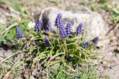 Muscari armeniacum botryoides lub gronowy hiacynt obraz stock Muscari armeniacum botryoides lub gronowy hiacynt obraz stock