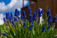 Muscarin?rbild, bl?a purpurf?rgade blommor Perenna lökformiga växter royaltyfri fotografi Muscarin?rbild, bl?a purpurf?rgade blommor Perenna lökformiga växter royaltyfri fotografi