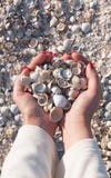 Muscheln in den Mädchen ` s Händen lizenzfreies stockfoto Muscheln in den Mädchen ` s Händen lizenzfreies stockfoto