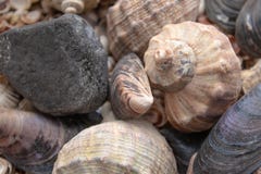 Muscheln, Seeoberteile - Beschaffenheiten oder Hintergr?nde - verschiedene Kiesel, Steine und Baumst?mpfe lizenzfreie stockfotos Muscheln, Seeoberteile - Beschaffenheiten oder Hintergr?nde - verschiedene Kiesel, Steine und Baumst?mpfe lizenzfreie stockfotos