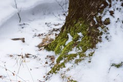 Muschio che cresce alla base di un albero nevoso immagine stock Muschio che cresce alla base di un albero nevoso immagine stock