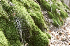 Muschio irlandese che cresce dal bordo in autunno fotografia stock libera da diritti Muschio irlandese che cresce dal bordo in autunno fotografia stock libera da diritti