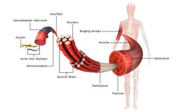 Muscle Anatomy