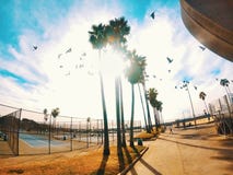 Muscle beach west coast with palm trees stock image Muscle beach west coast with palm trees stock image