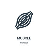 muscle icon vector from anatomy collection. Thin line muscle outline icon vector illustration. Linear symbol for use on web and royalty free illustration muscle icon vector from anatomy collection. Thin line muscle outline icon vector illustration. Linear symbol for use on web and royalty free illustration