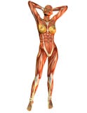 Muscle woman from the front