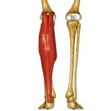 Muscles de péroné et de tibia illustration libre de droits Muscles de péroné et de tibia illustration libre de droits